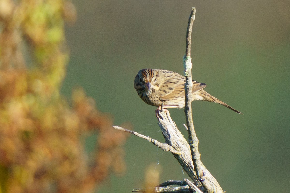 strnadec pruhohlavý - ML642787728