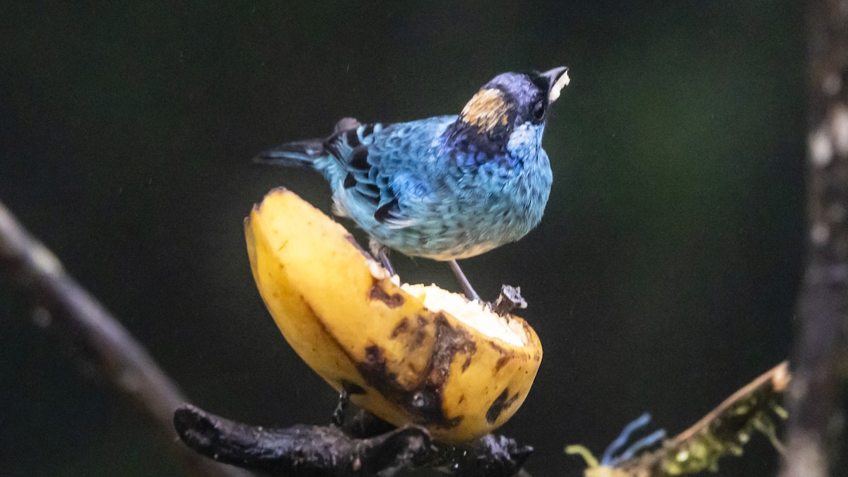 Golden-naped Tanager - ML642787735
