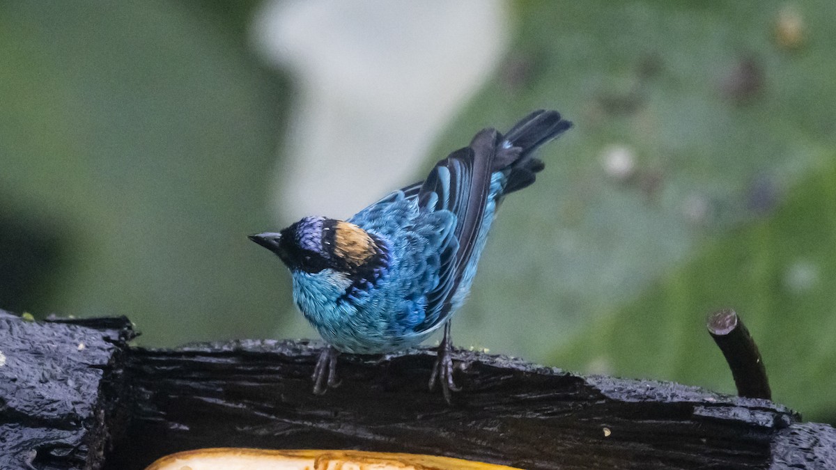 Golden-naped Tanager - ML642787736
