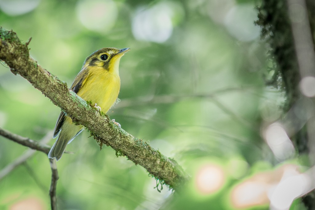 White-throated Spadebill - ML642787751