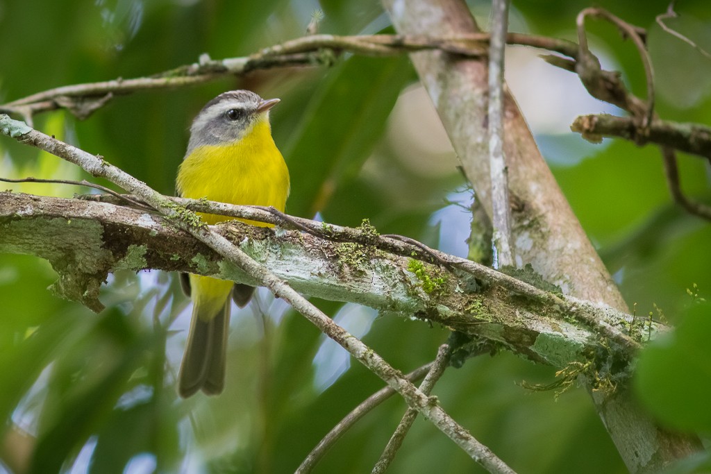 Golden-crowned Warbler - ML642787759