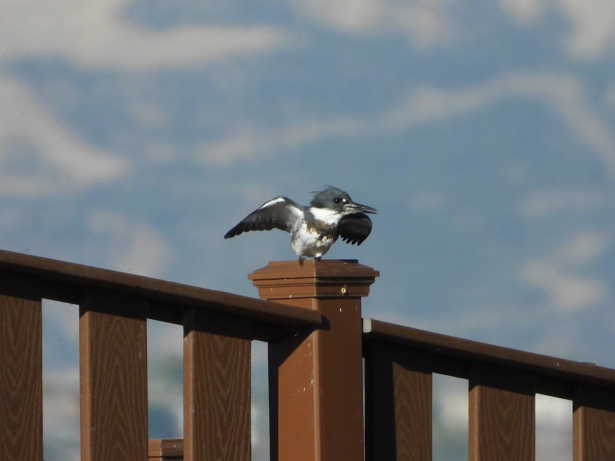 Belted Kingfisher - ML642787760