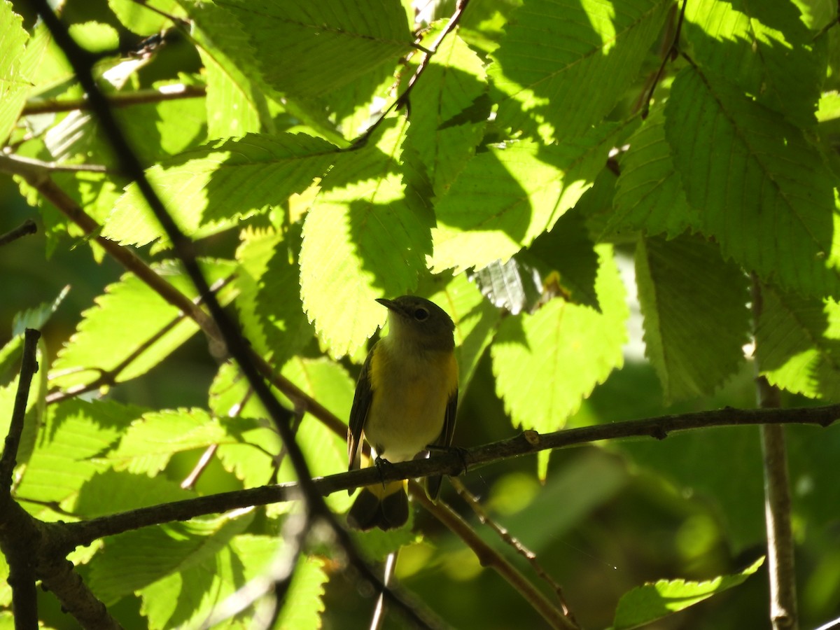 American Redstart - ML642787794