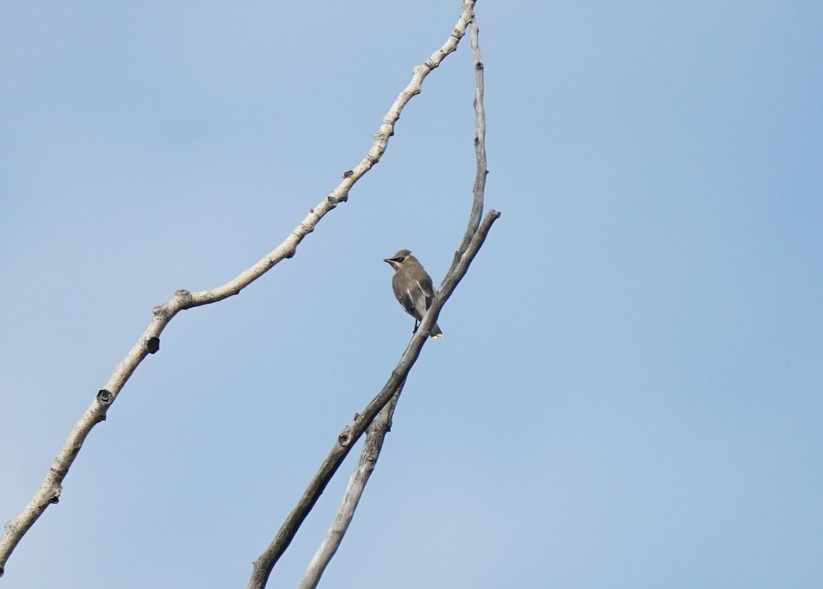 Cedar Waxwing - ML642787797