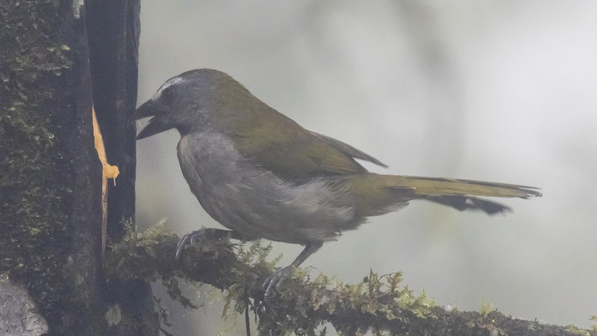 brunstrupesaltator - ML642787798