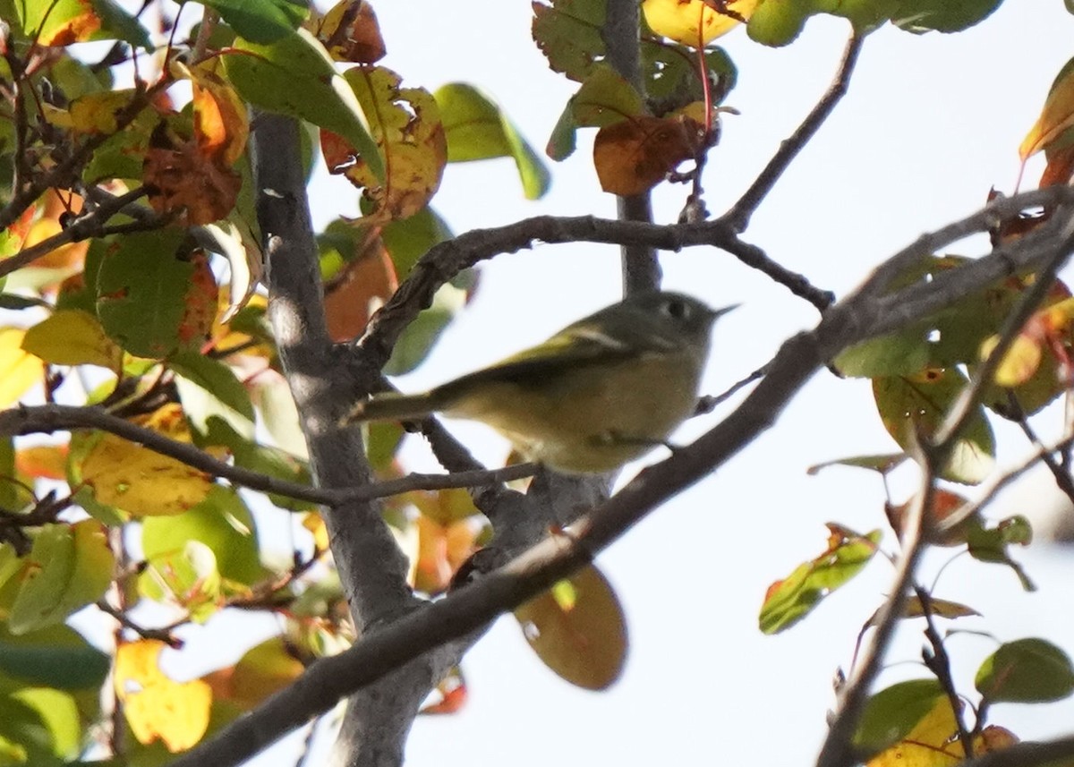 Ruby-crowned Kinglet - ML642787801