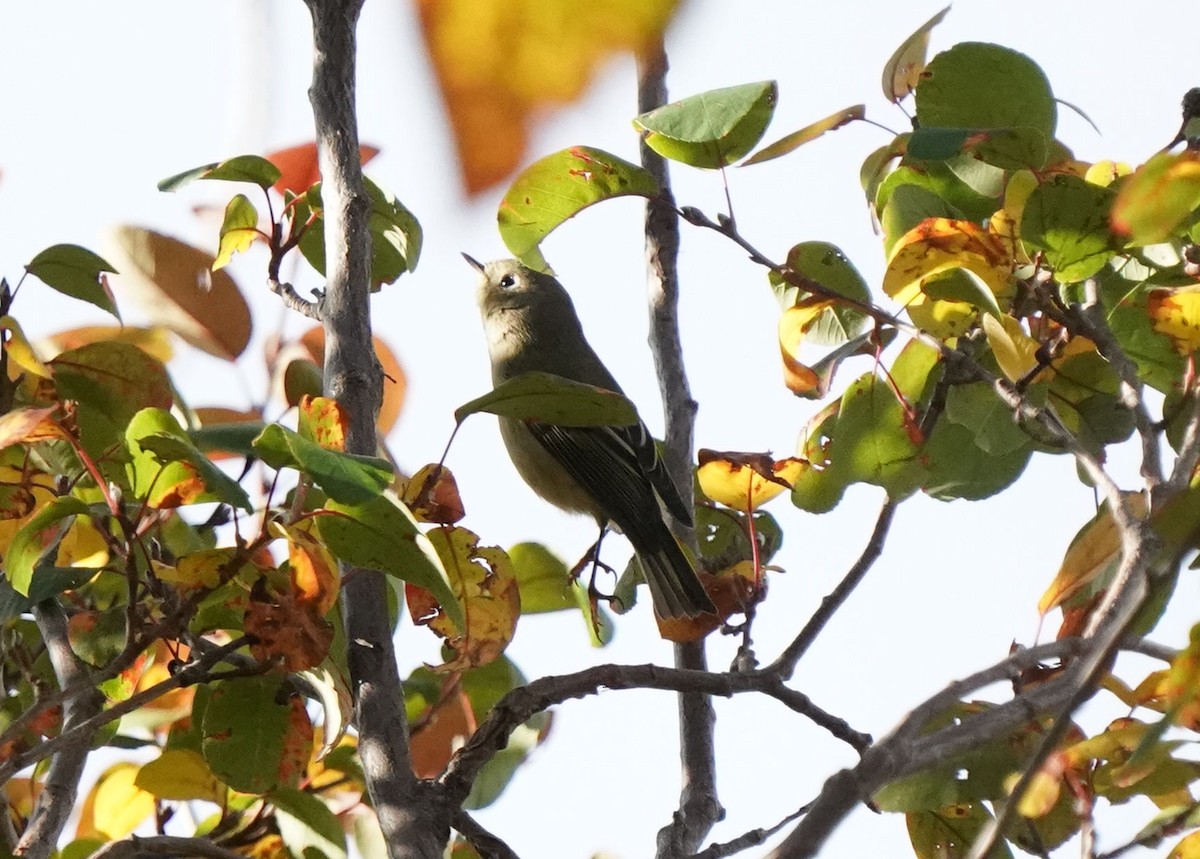 Ruby-crowned Kinglet - ML642787802