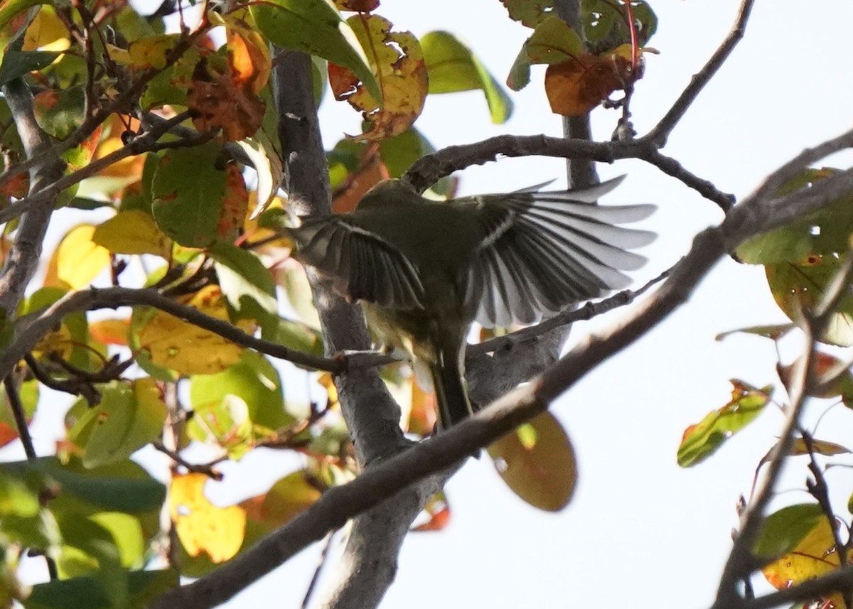 Ruby-crowned Kinglet - ML642787803