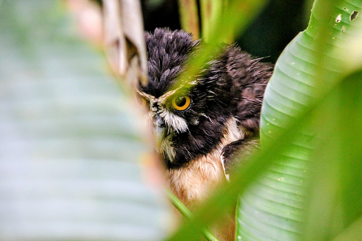 Spectacled Owl - ML642787804