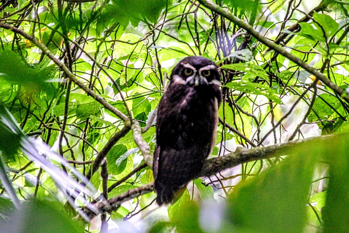 Spectacled Owl - ML642787805