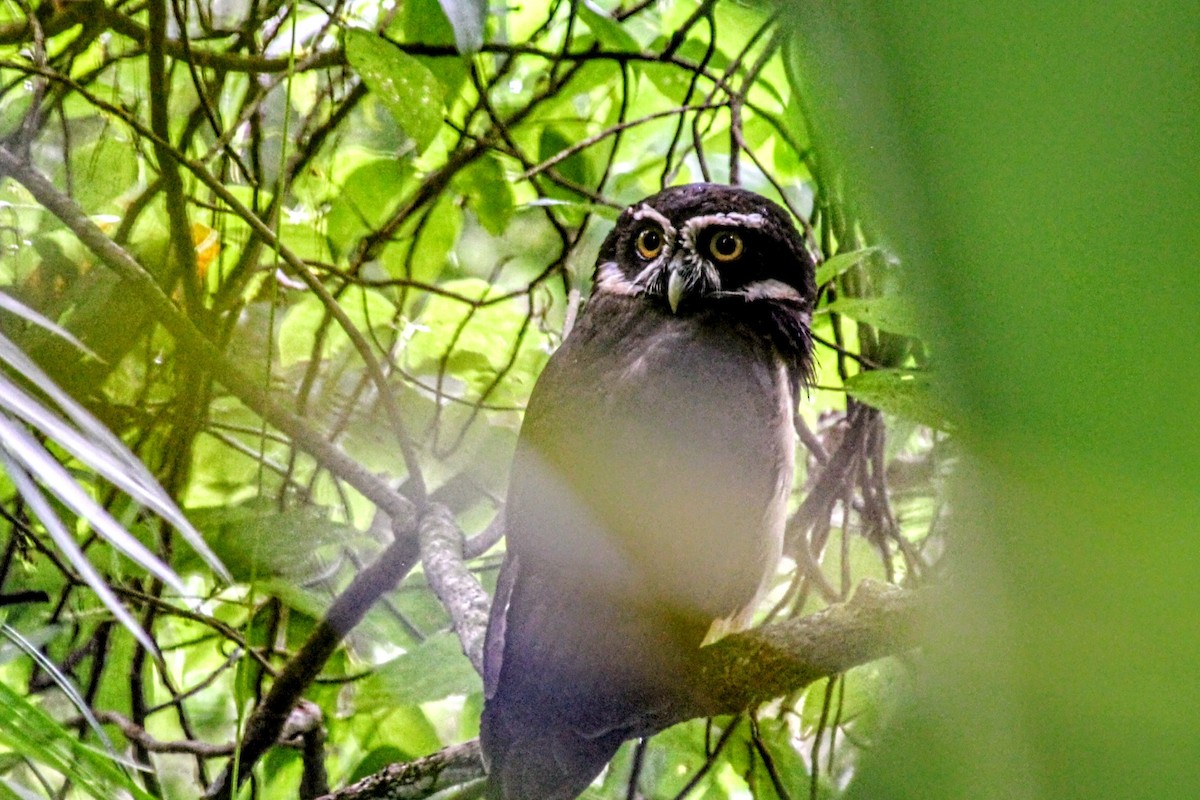 Spectacled Owl - ML642787807