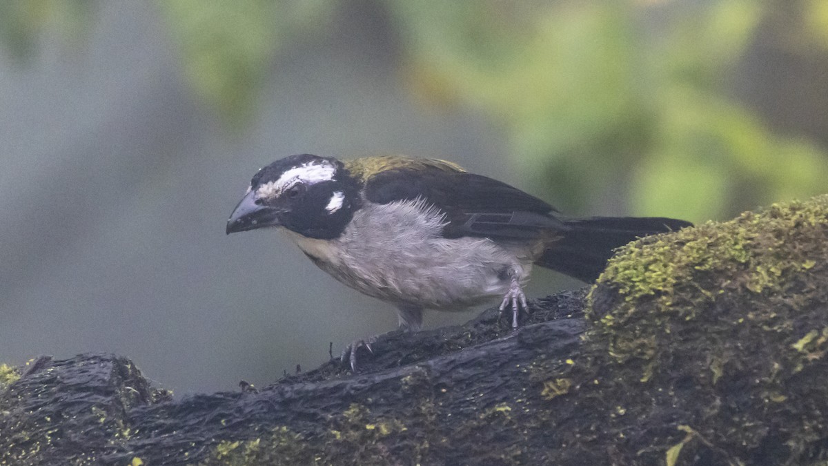 svartvingesaltator - ML642787809