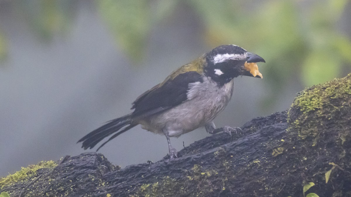 svartvingesaltator - ML642787811