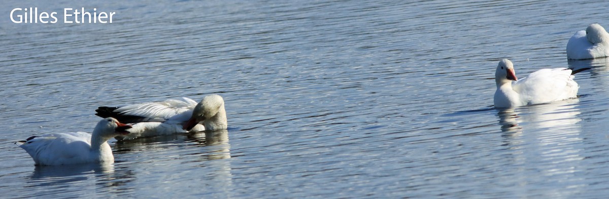 Snow Goose - ML642787815