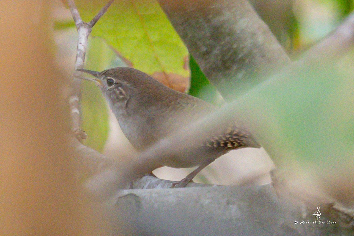 Northern House Wren - ML642787822