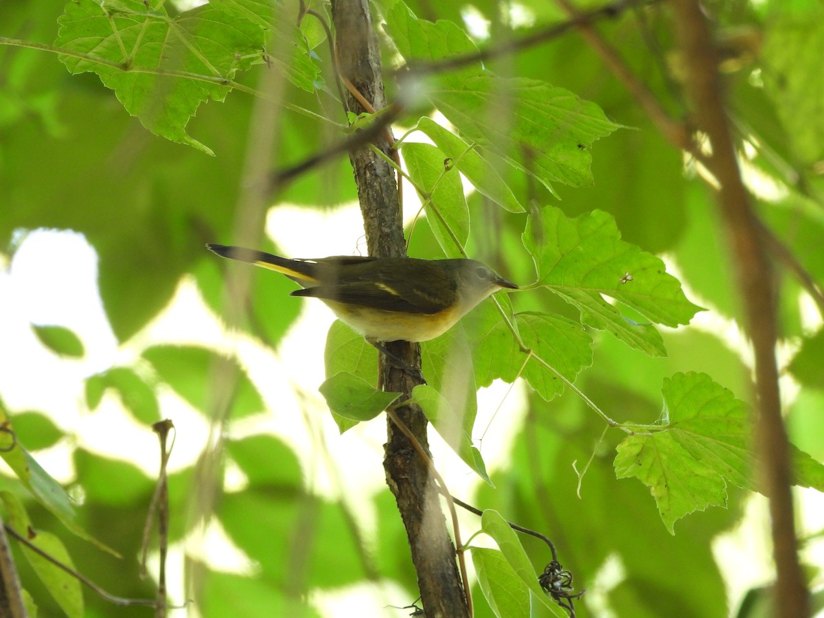 American Redstart - ML642787826