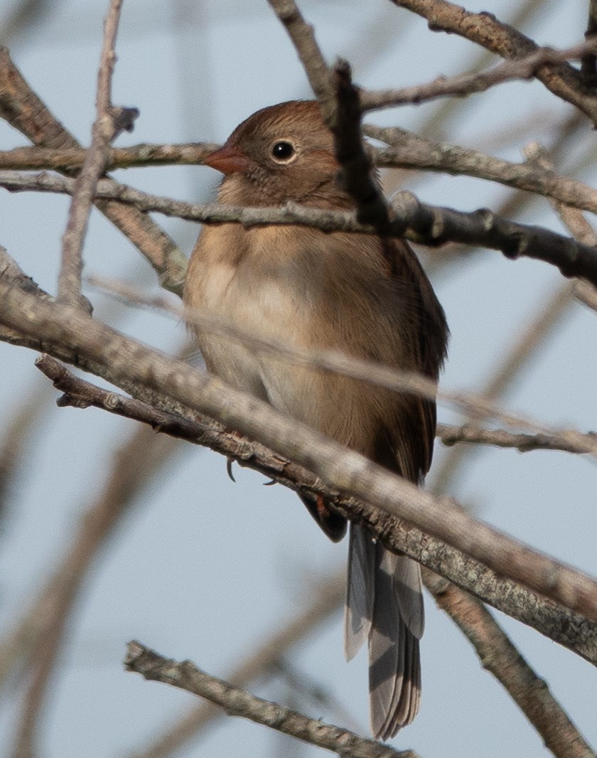 Field Sparrow - ML642787828
