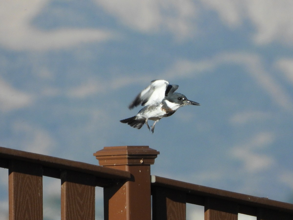 Belted Kingfisher - ML642787839