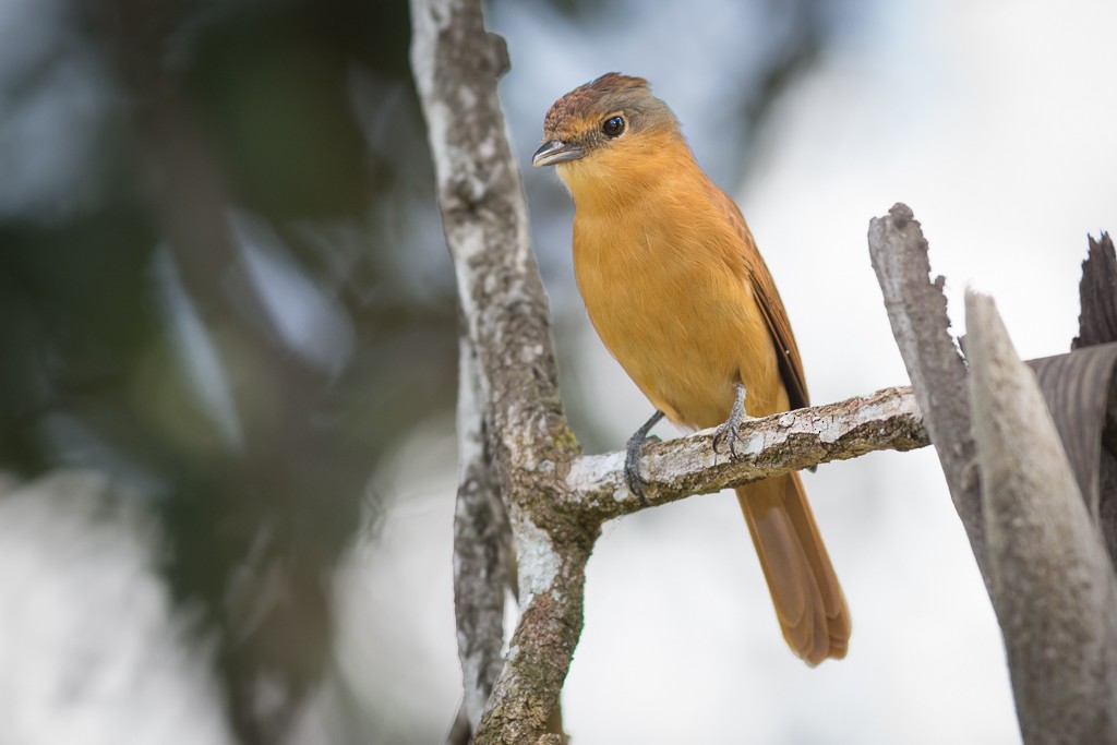 Chestnut-crowned Becard - ML642787848