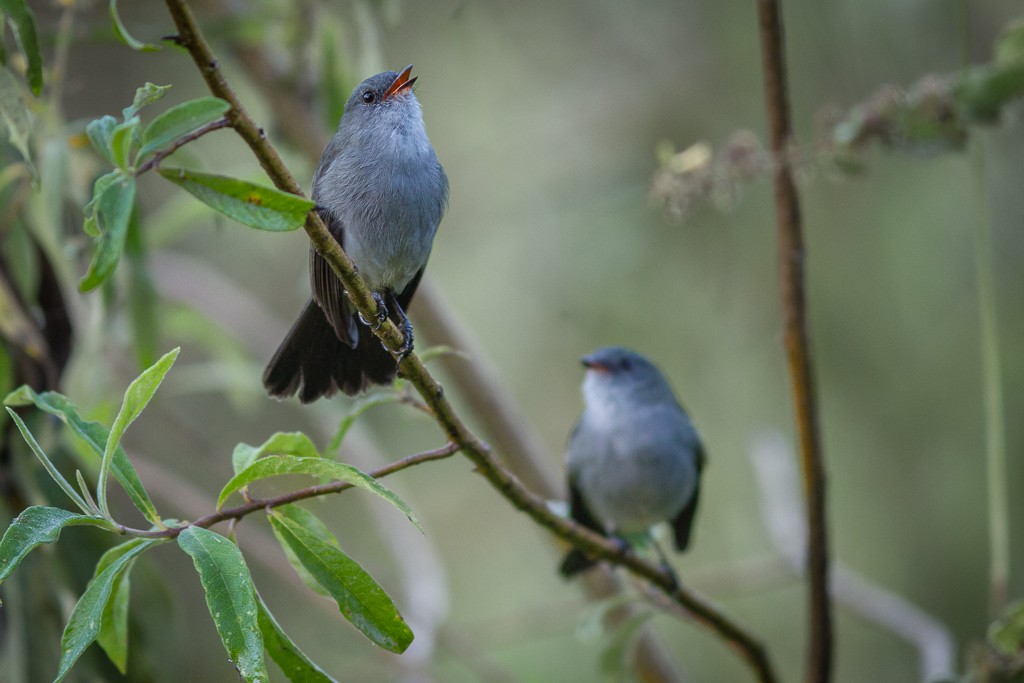Sooty Tyrannulet - ML642787849
