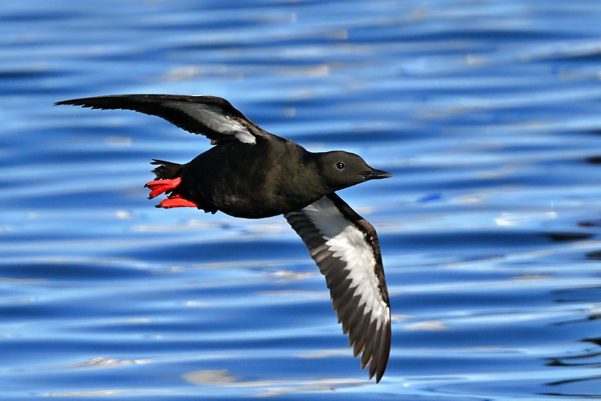 Black Guillemot - ML642787856
