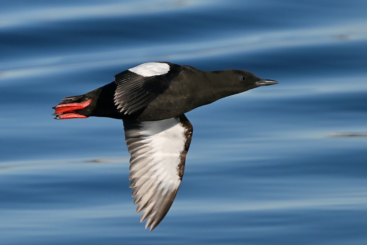 Black Guillemot - ML642787857