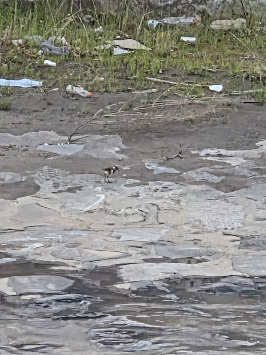 Southern Lapwing - ML642787867
