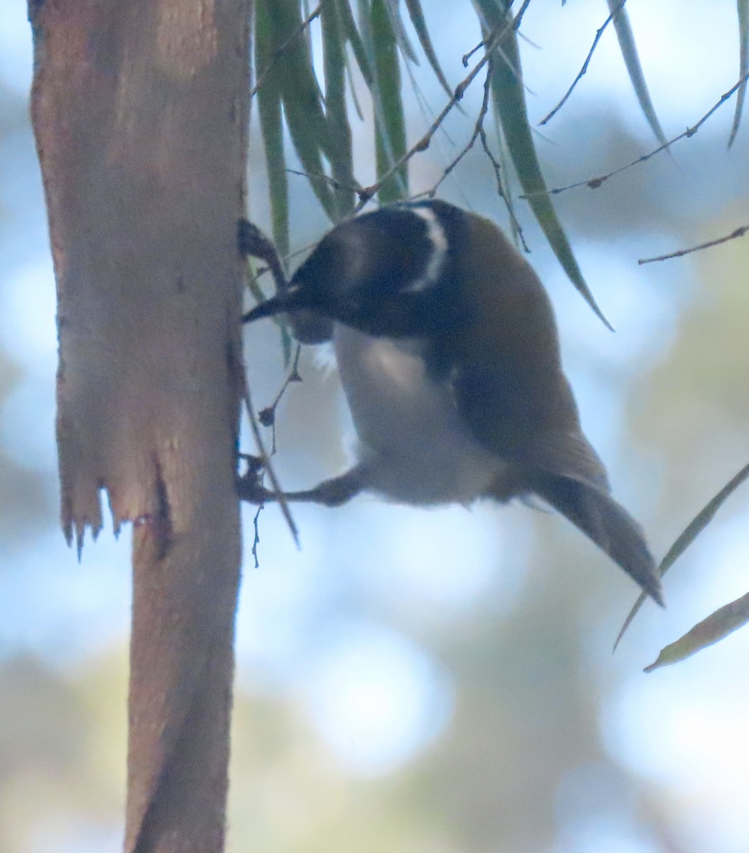 Gilbert's Honeyeater - ML642787892