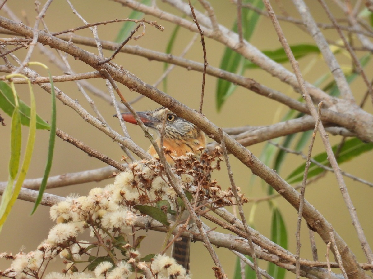 Spot-backed Puffbird (Chaco) - ML642787895