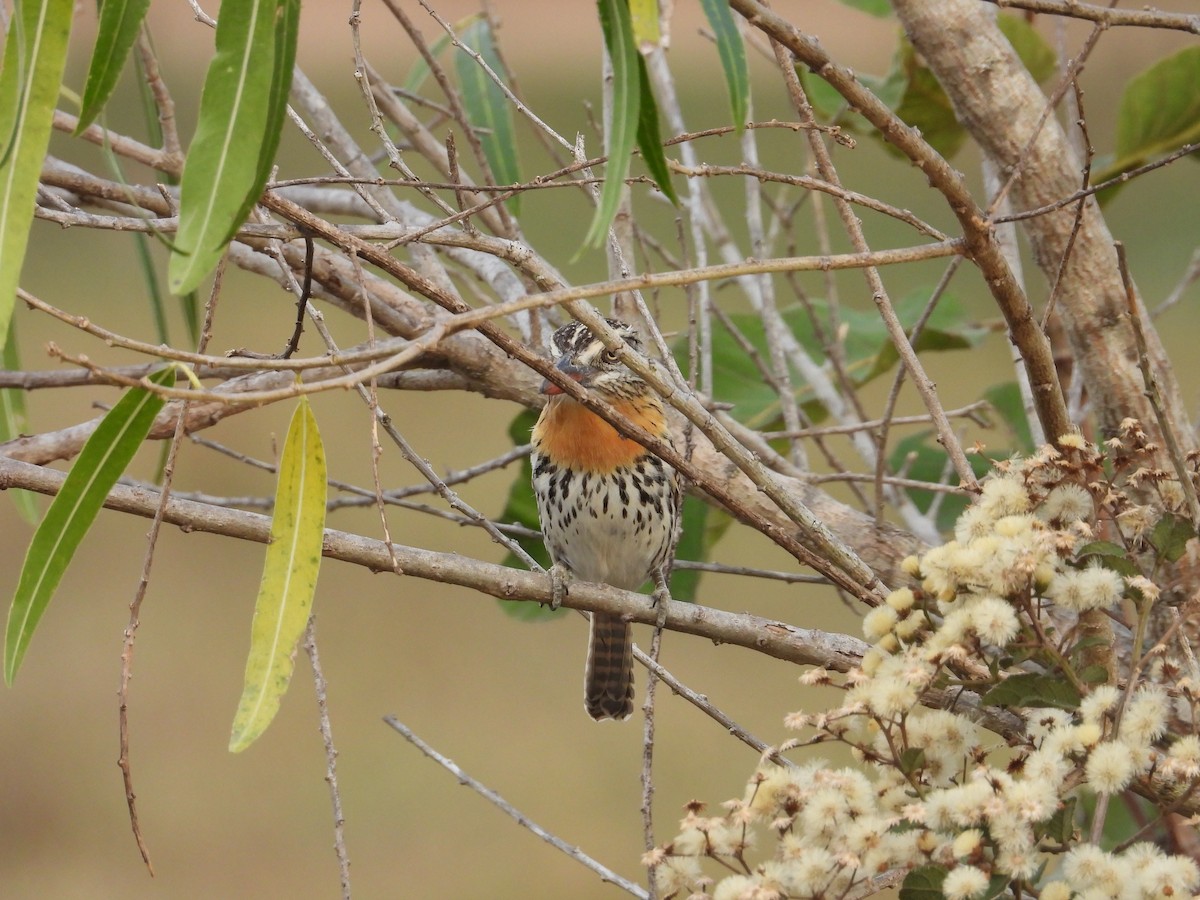 Spot-backed Puffbird (Chaco) - ML642787896