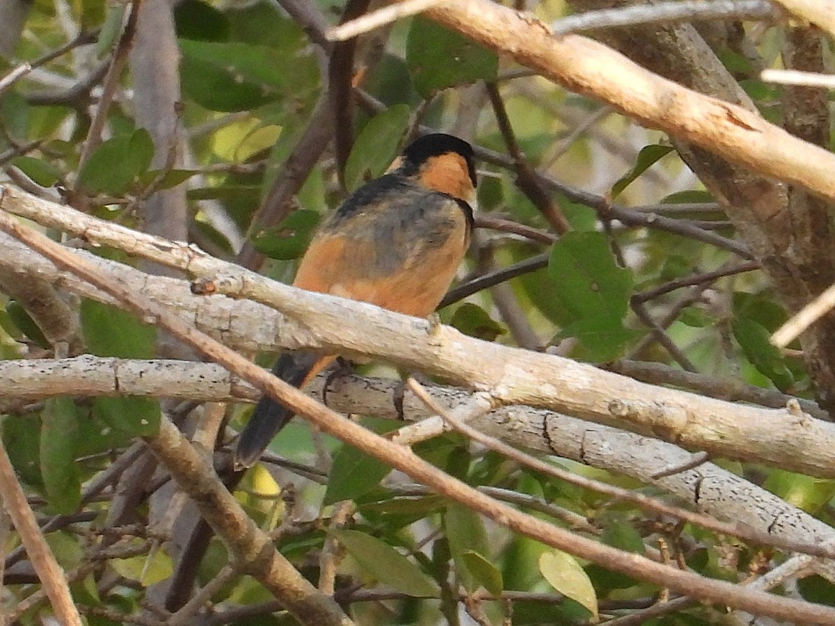 Rusty-collared Seedeater - ML642787916