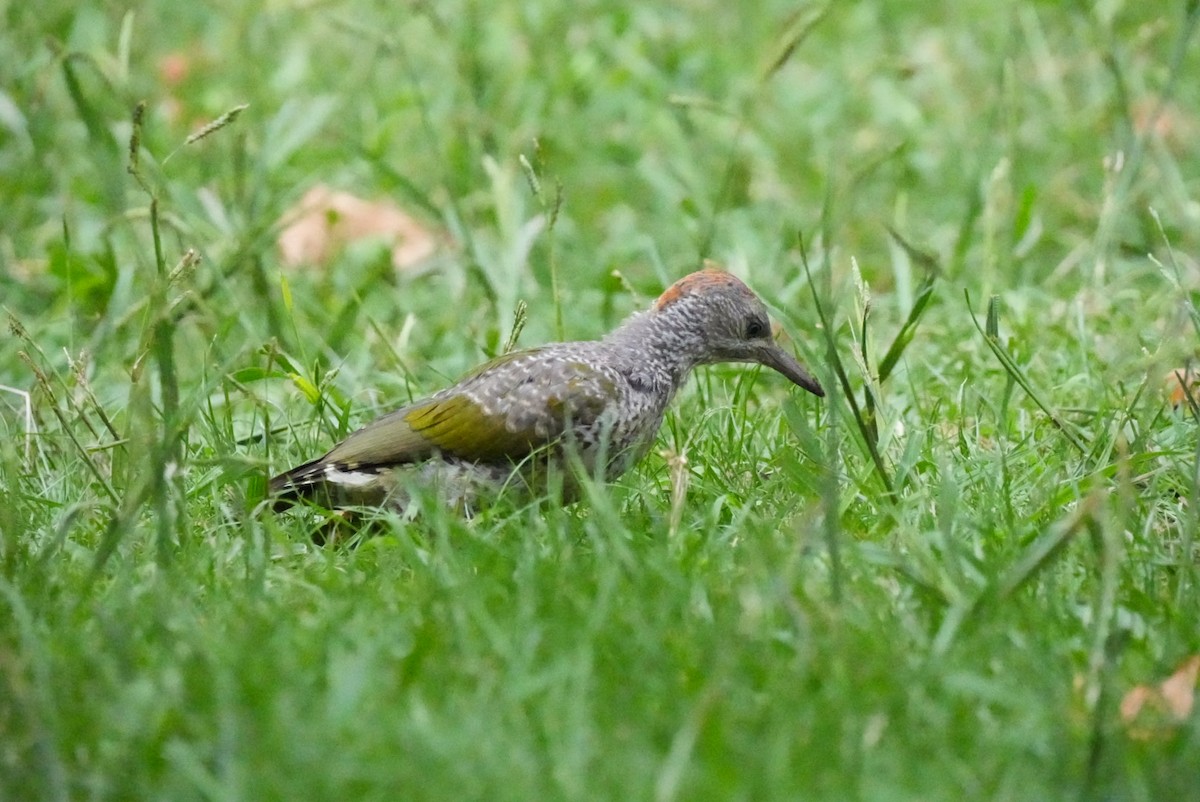 Iberian Green Woodpecker - ML642787923