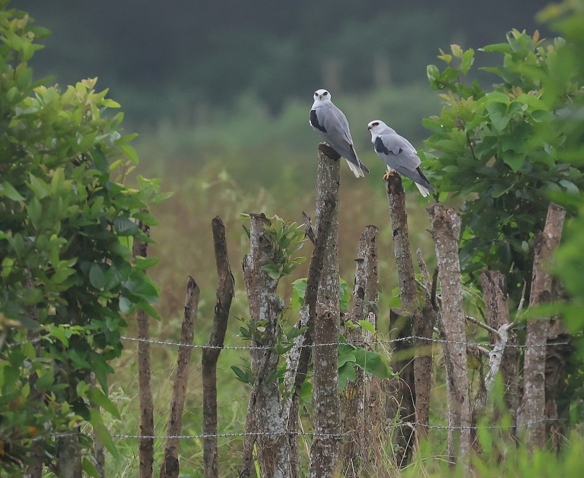White-tailed Kite - ML642787926