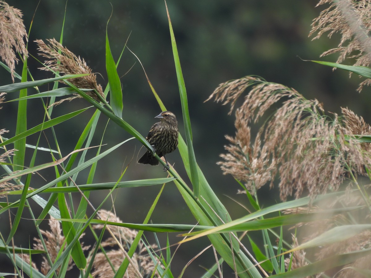 Red-winged Blackbird - ML642787929