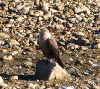Double-crested Cormorant - ML642787931