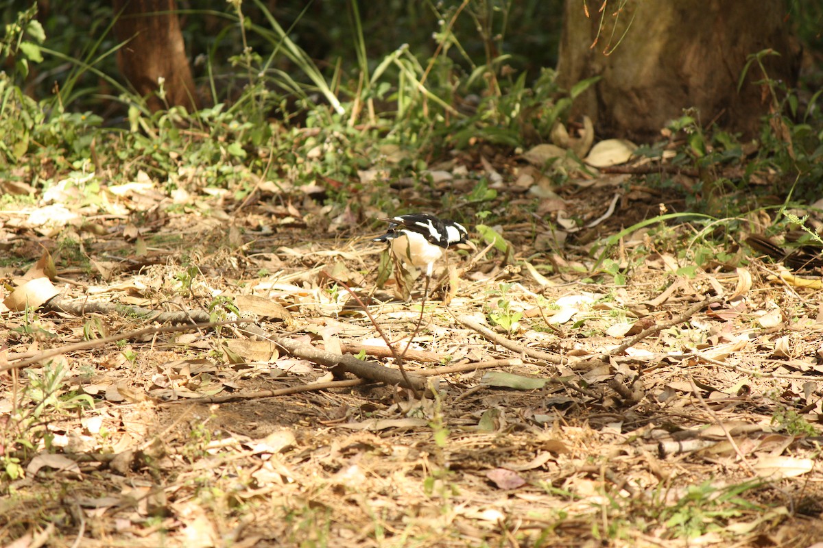 Magpie-lark - ML642787936