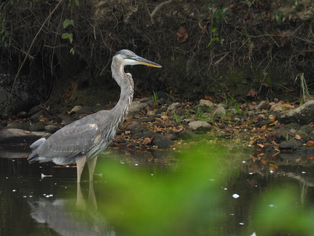 Great Blue Heron - ML642787947