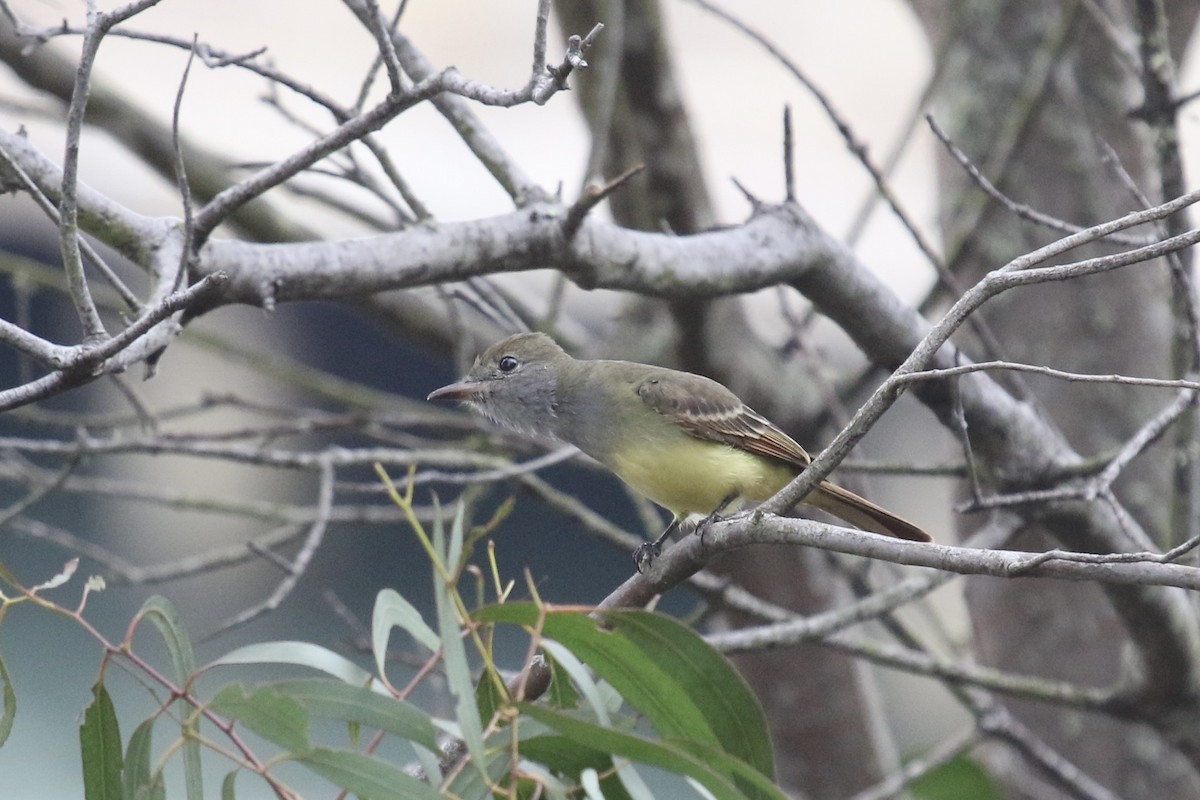 Great Crested Flycatcher - ML642787948