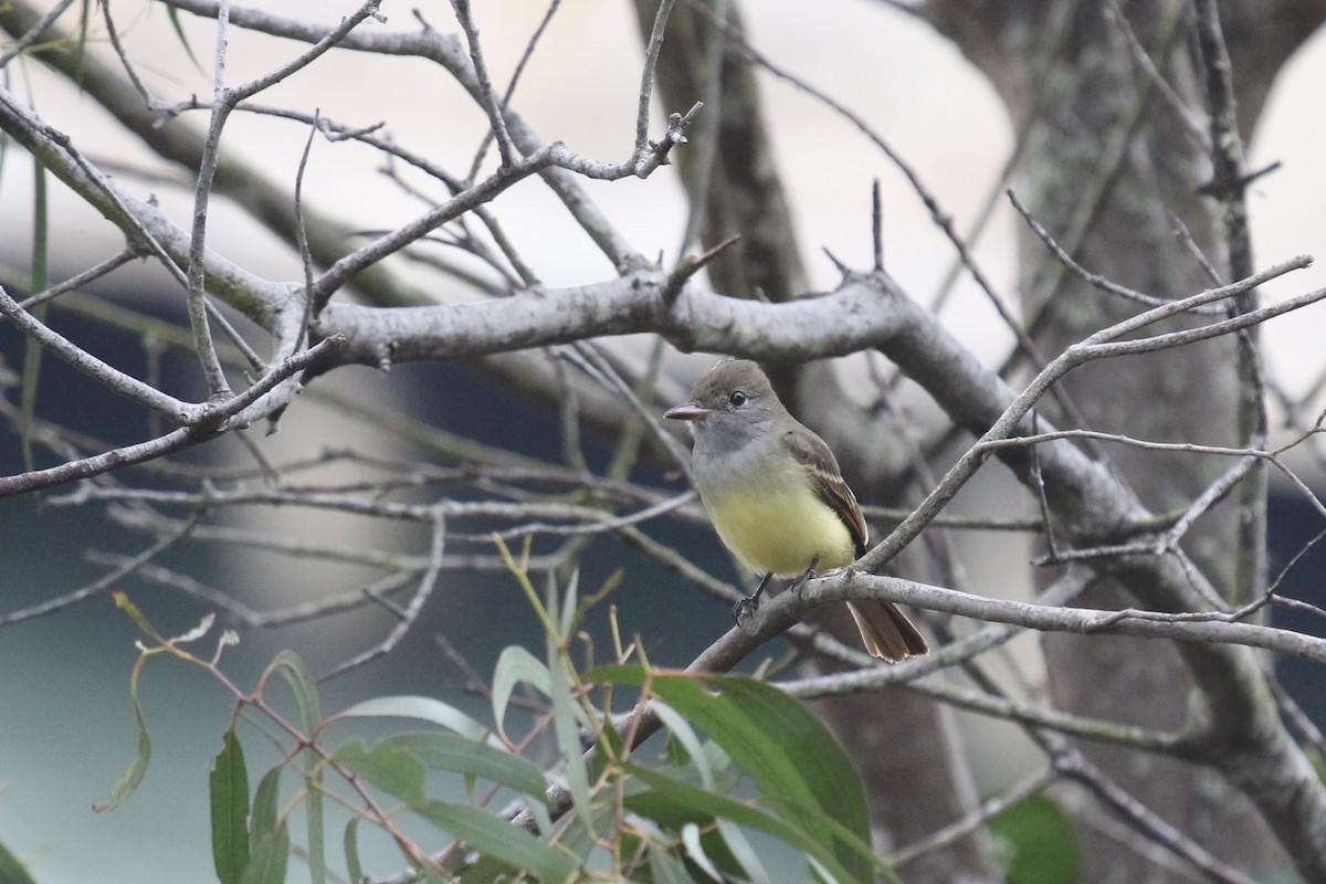 Great Crested Flycatcher - ML642787950