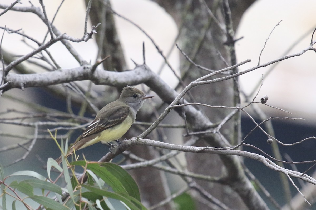 Great Crested Flycatcher - ML642787951