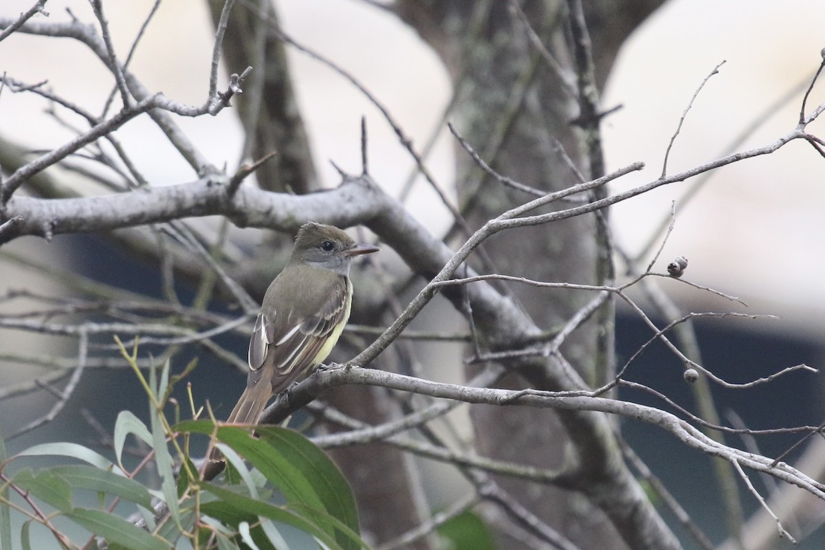 Great Crested Flycatcher - ML642787954