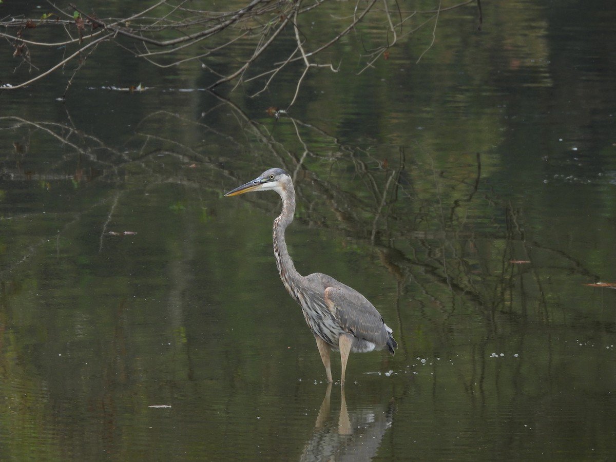 Great Blue Heron - ML642787956