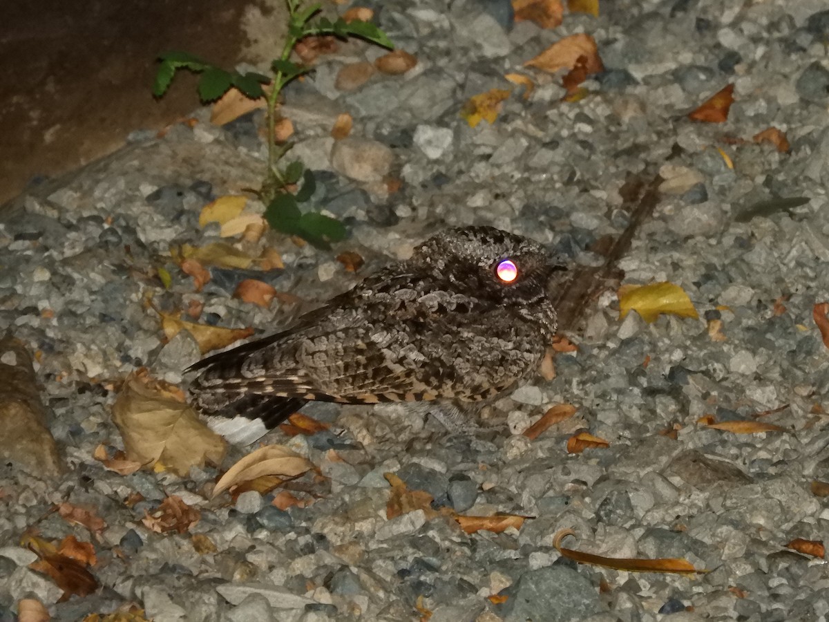 Common Poorwill - ML642787966