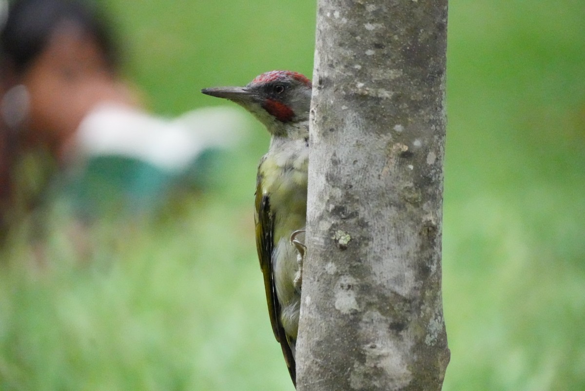 Iberian Green Woodpecker - ML642787969
