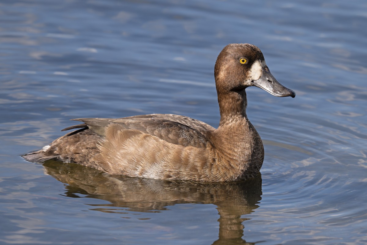 Greater/Lesser Scaup - ML642787970