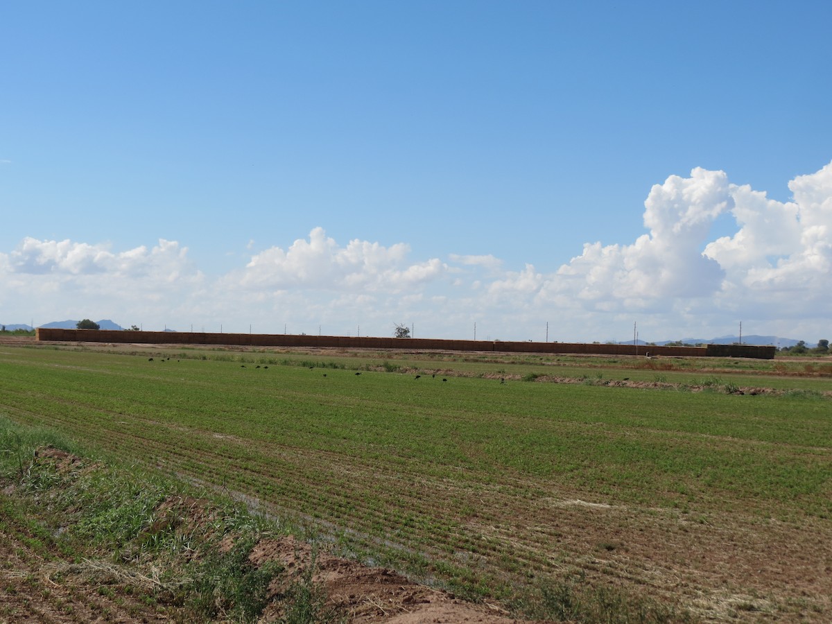 ibis americký - ML642787976