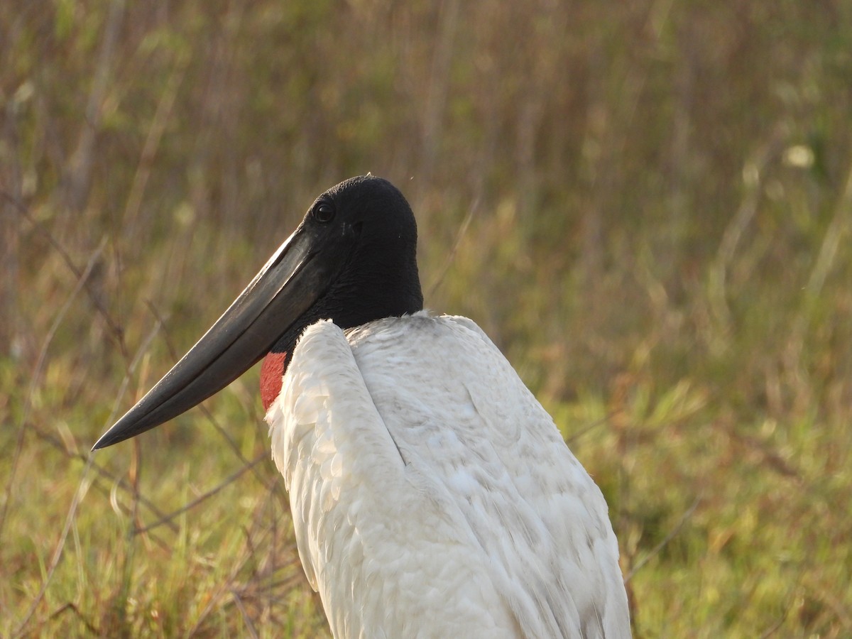 Jabiru - ML642787978