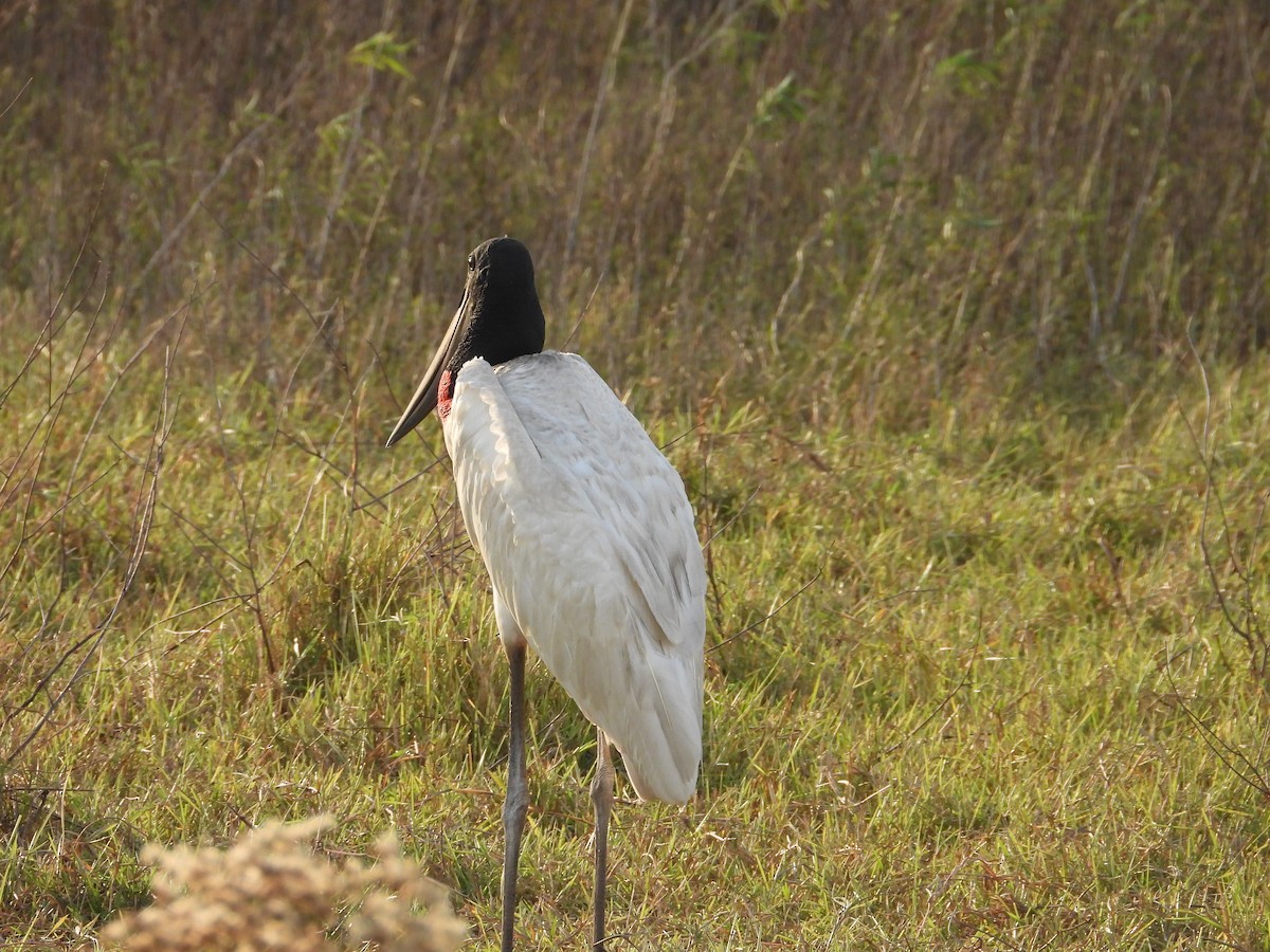 Jabiru - ML642787980