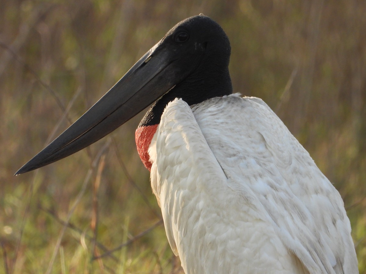 Jabiru - ML642787981