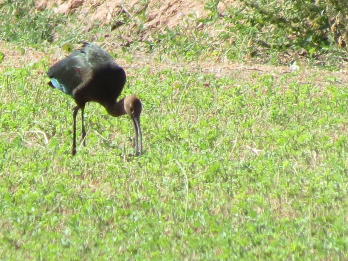 ibis americký - ML642787984